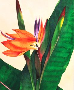 Bird Of Paradise