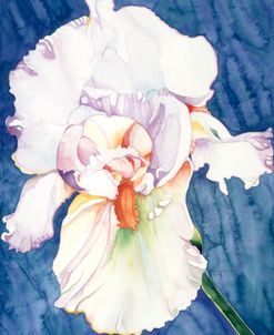 White Iris