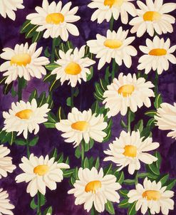 Shasta Daisies