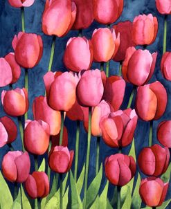 Pink Tulips