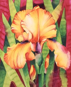 Yellow Iris W/ Maroon Back