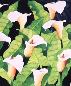 Calla Lilies 2