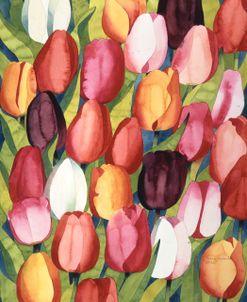 Colorful Tulips