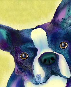 Boston Terrier 1