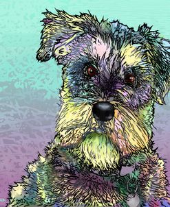 Schnauzer 1