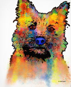 Cairn Terrier 1