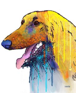 Afghan Hound 2