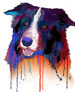 Border Collie 1