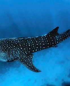 Whale Shark