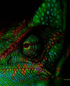 Chameleon