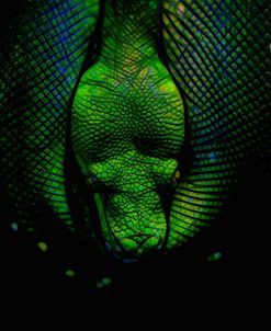 Green Viper