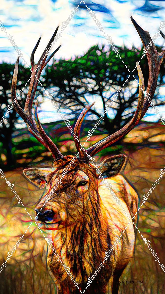 I Am Not A Trophy – Deer Stag