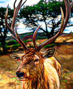 I Am Not A Trophy – Deer Stag