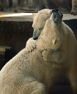 polar bears