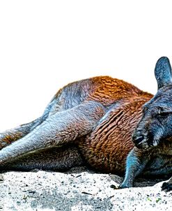 Recumbant Old Roo