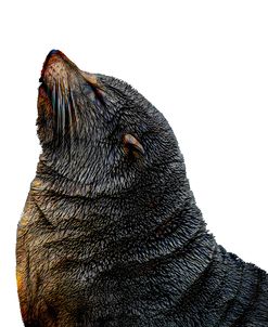 Resting Seal – Main