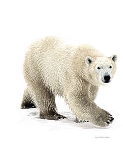 POLAR BEAR 1