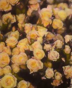 Yellow Roses Catherine – Large