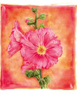 Hibisco 07
