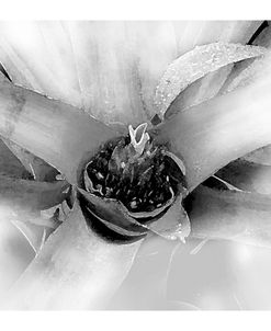 Bromelia