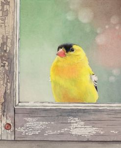 Window Finch