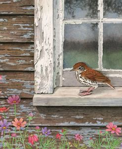 Woodthrush at the Window