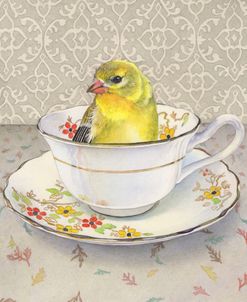 Finch In A Cup