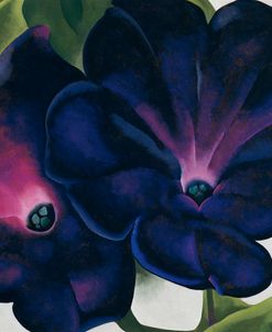 O’Keefe-Black and Purple Petunias