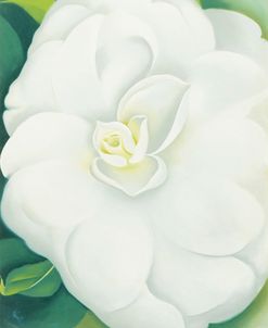 O’Keefe-White Camelia