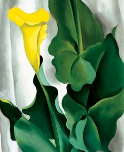 O’Keefe-Yellow Calla