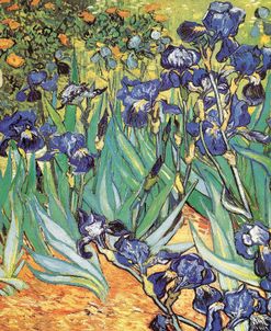 Iris Garden – Vincent Van Gogh