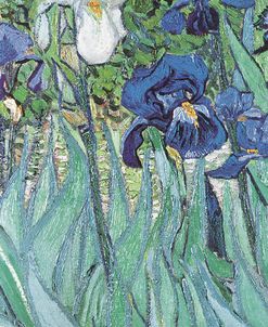 Van Gogh-Iris