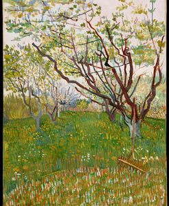 Cherry Tree – Vincent Van Gogh