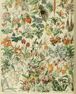 Fleurs D-  Adolphe Millot
