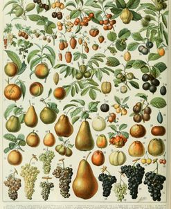 Fruits A-  Adolphe Millot