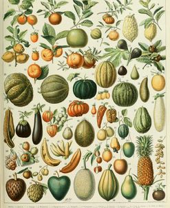 Fruits B-  Adolphe Millot