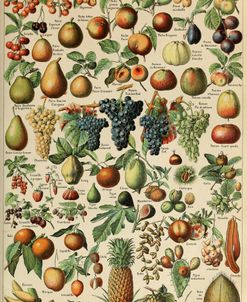 Fruits Pour Tous-  Adolphe Millot