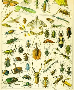 Insectes A-  Adolphe Millot