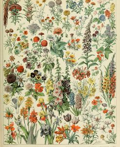 Fleurs A-  Adolphe Millot