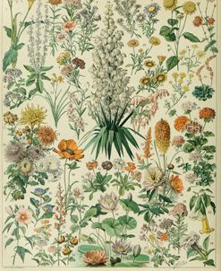 Fleurs B-  Adolphe Millot