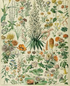 Fleurs B-  Adolphe Millot