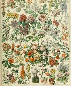 Fleurs C-  Adolphe Millot