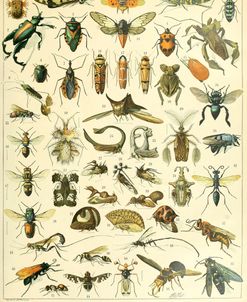 Insectes B-  Adolphe Millot