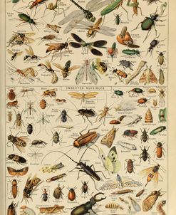 Insectes-  Adolphe Millot