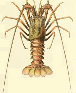 Lobster Fig 20-  Adolphe Millot