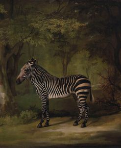 Zebra – George Stubbs