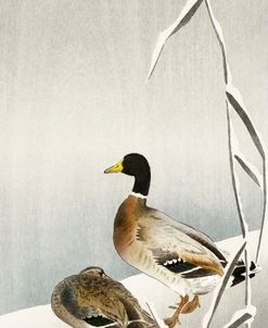 Two Ducks On Snowy Reed – Ohara Koson