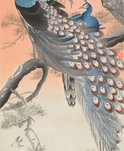 Two Peacocks On Tree Branch – Ohara Koson