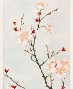 Plum Branch – Megata Morikaga