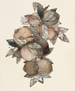 Pomegranites – Unknown Artist
